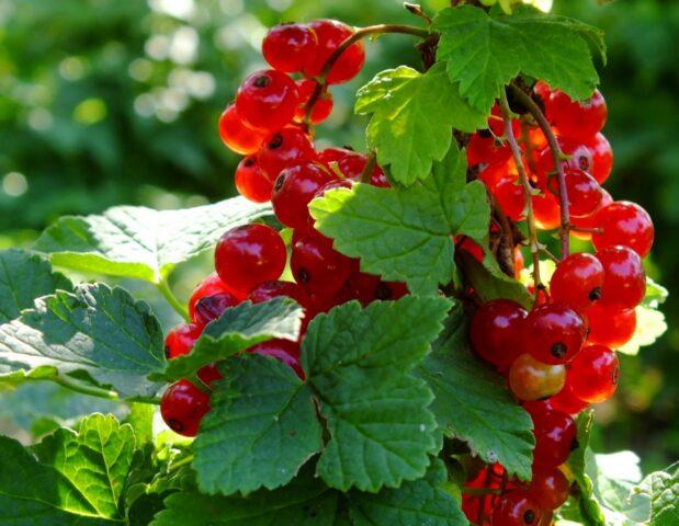 Redcurrant Rosetta (Rosita): description, planting and care