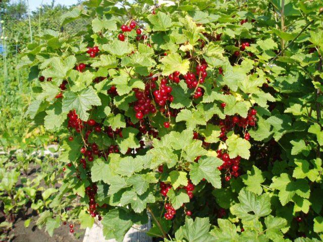 Redcurrant Rosetta (Rosita): description, planting and care