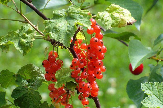 Redcurrant Rosetta (Rosita): description, planting and care