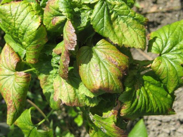 Redcurrant Rosetta (Rosita): description, planting and care