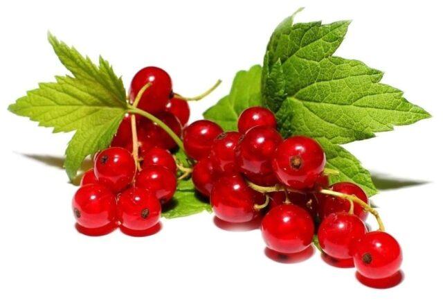 Redcurrant Rosetta (Rosita): description, planting and care