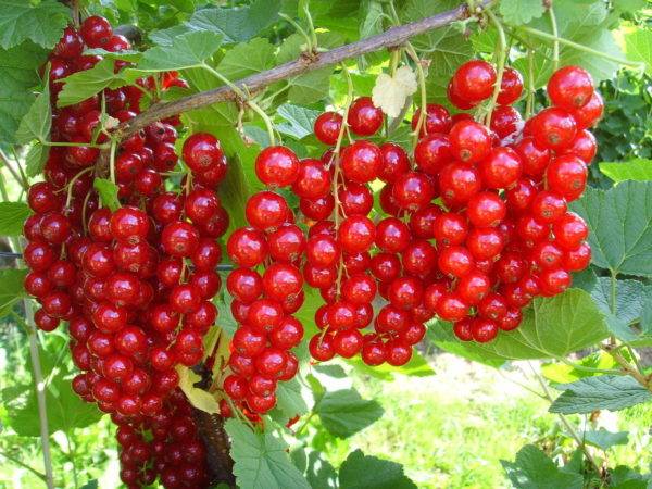 Redcurrant Sugar