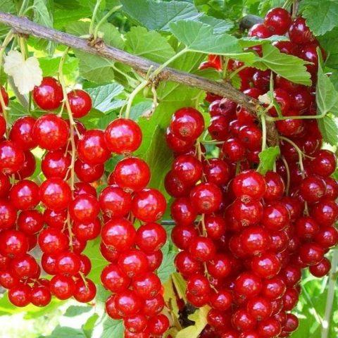 Redcurrant variety Andreichenko with photo and description