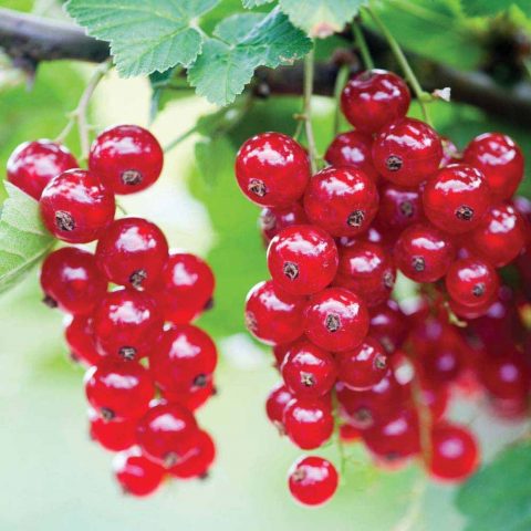 Redcurrant variety Andreichenko with photo and description