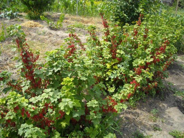 Redcurrant variety Andreichenko with photo and description