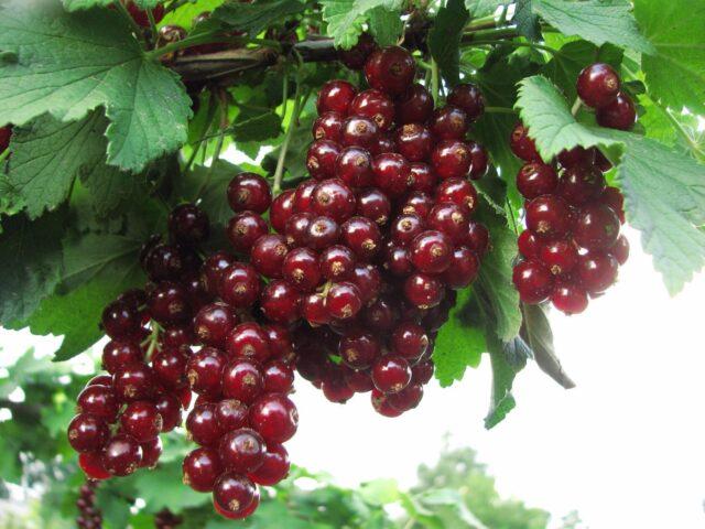 Redcurrant Vika (Victoria): description, taste of fruits