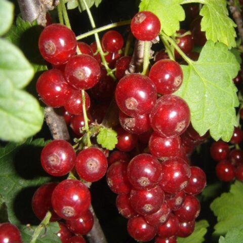 Redcurrant Vika (Victoria): description, taste of fruits