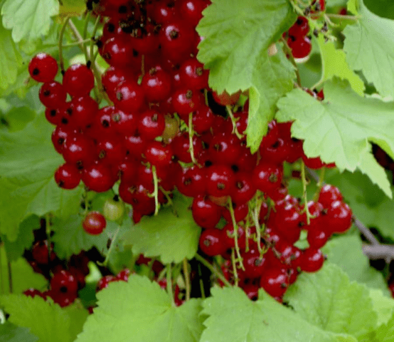 Redcurrant Vika (Victoria): description, taste of fruits