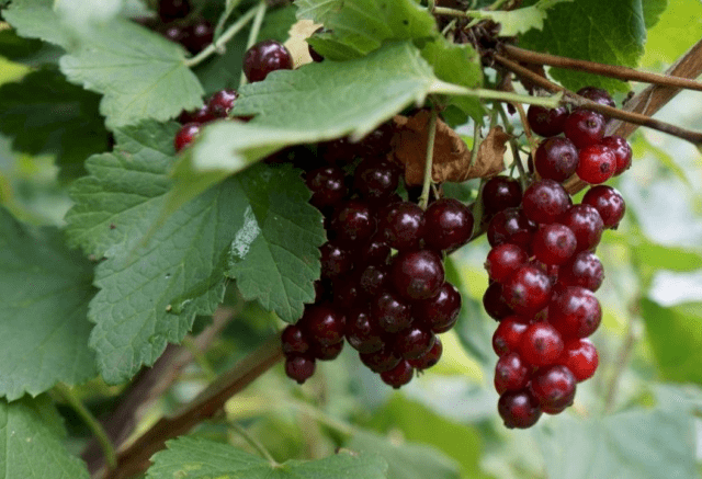 Redcurrant Vika (Victoria): description, taste of fruits