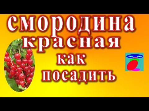 Redcurrant Vika (Victoria): description, taste of fruits