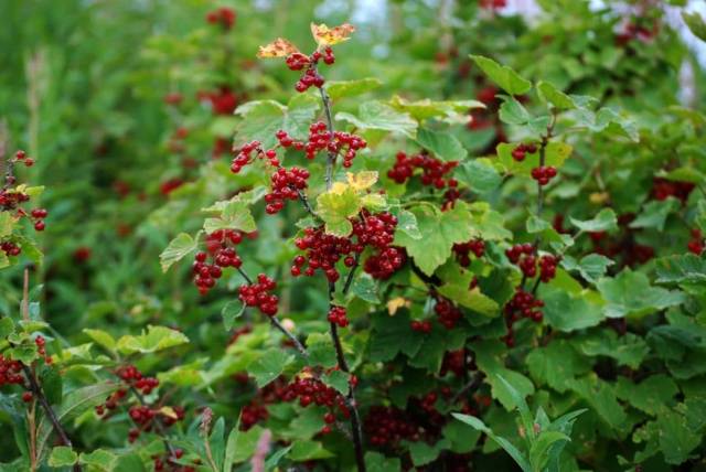 Redcurrant Viksne