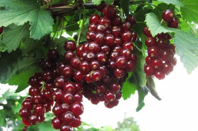 Redcurrant Viksne