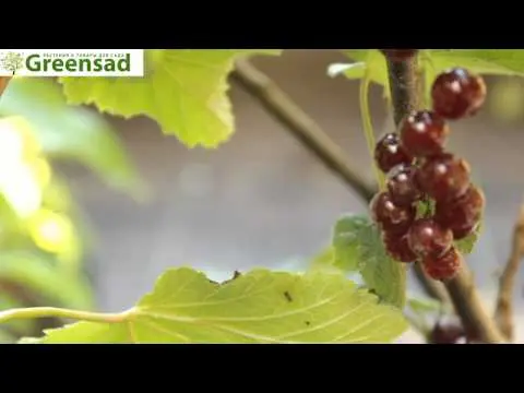 Redcurrant Viksne