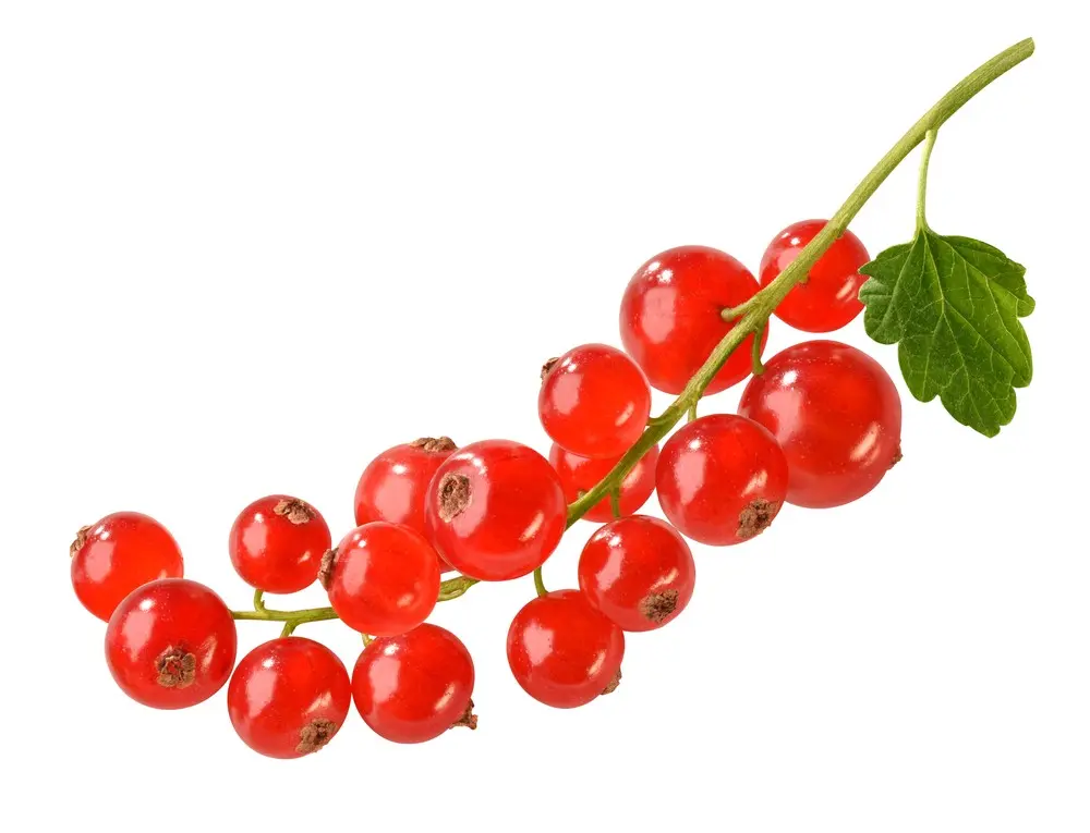 Redcurrant