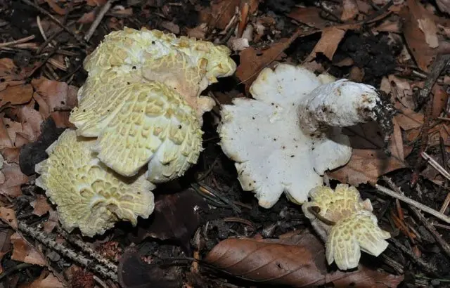 Reddening albatrellus: photo and description of the fungus