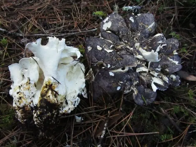 Reddening albatrellus: photo and description of the fungus