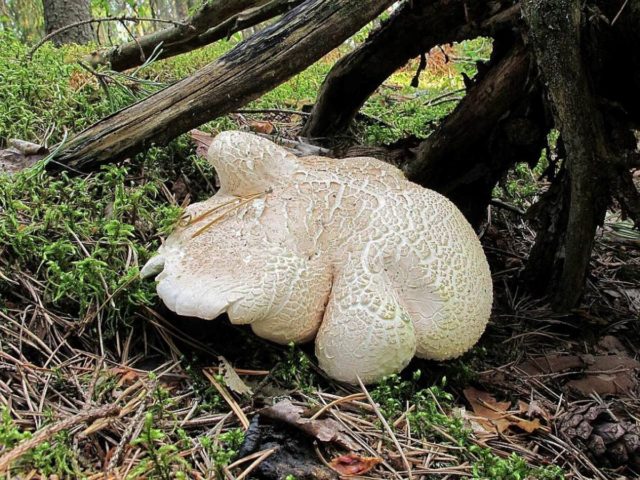 Reddening albatrellus: photo and description of the fungus