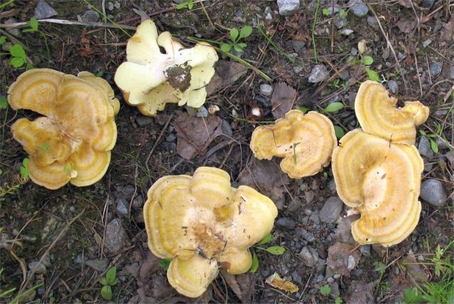 Reddening albatrellus: photo and description of the fungus