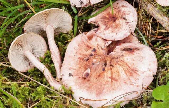 Reddening hygrophorus: edibility, description, photo