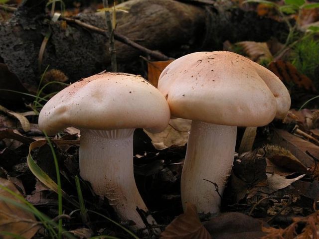 Reddening hygrophorus: edibility, description, photo