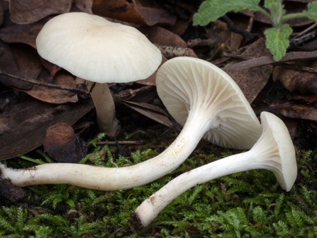 Reddening hygrophorus: edibility, description, photo