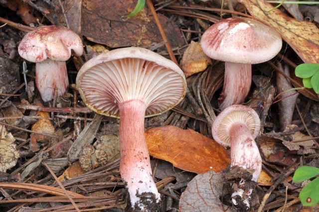 Reddening hygrophorus: edibility, description, photo