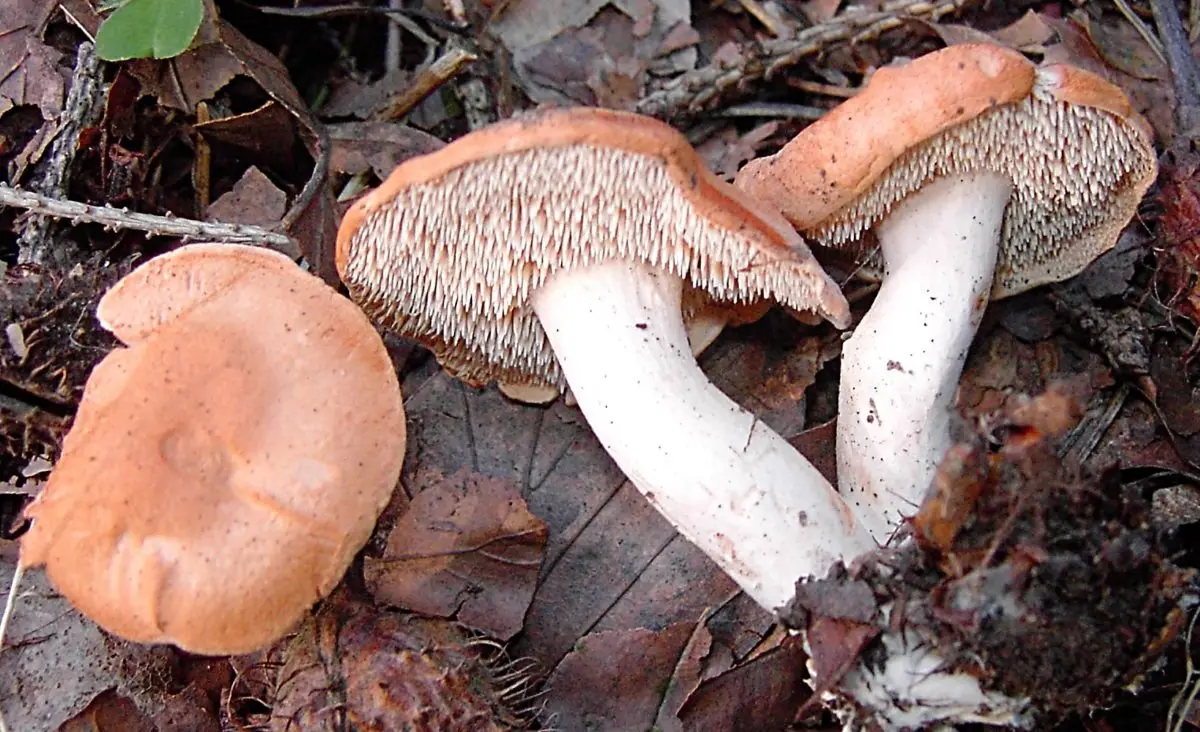 Reddish-yellow hedgehog (Hydnum rufescens) photo and description