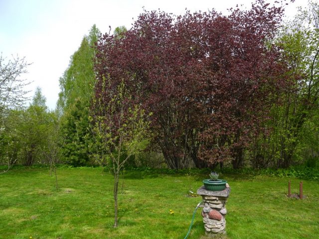 Redwood Hazelnut