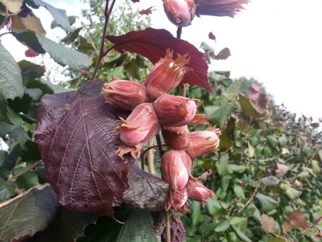 Redwood Hazelnut