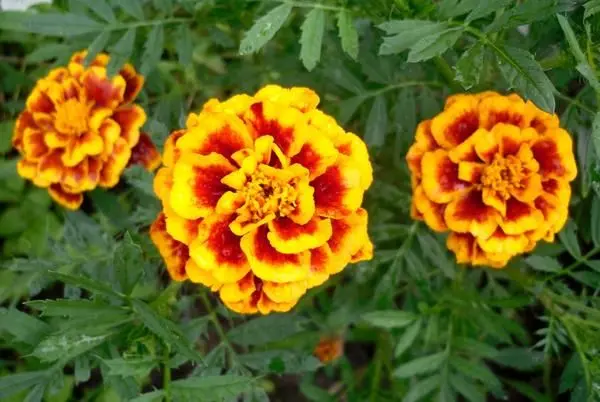 Rejected marigolds: the best varieties of 2022 (Brocade, Carmen, Durango, Chameleon, Sofia, Bonanza) + photo with descriptions