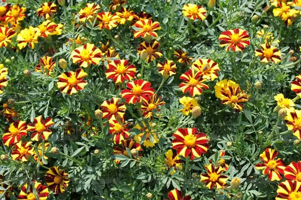 Rejected marigolds: the best varieties of 2022 (Brocade, Carmen, Durango, Chameleon, Sofia, Bonanza) + photo with descriptions