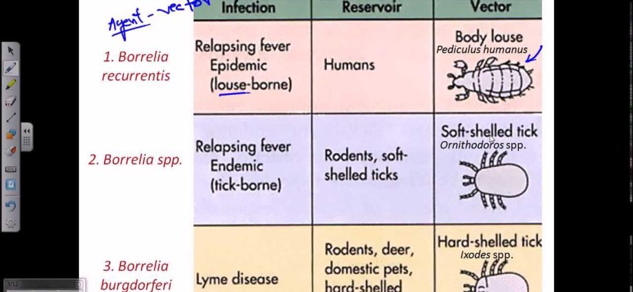 Relapsing fever &#8211; how does it manifest itself?