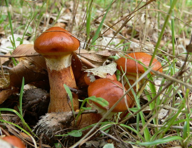 Remarkable butterdish (Suillus spectabilis): description and photo