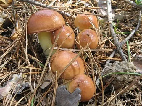 Remarkable butterdish (Suillus spectabilis): description and photo