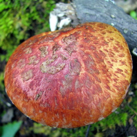 Remarkable butterdish (Suillus spectabilis): description and photo