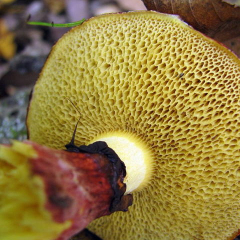 Remarkable butterdish (Suillus spectabilis): description and photo