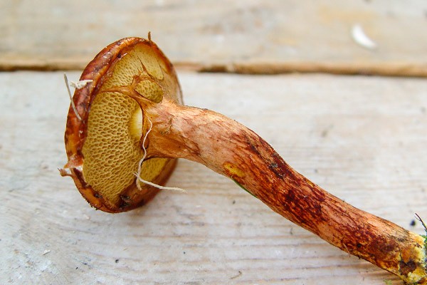 Remarkable butterdish (Suillus spectabilis): description and photo