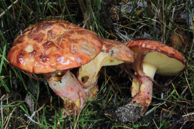 Remarkable butterdish (Suillus spectabilis): description and photo