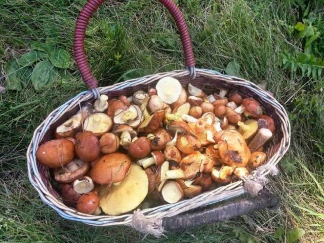 Remarkable butterdish (Suillus spectabilis): description and photo