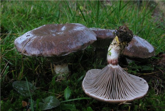 Remarkable butterdish (Suillus spectabilis): description and photo