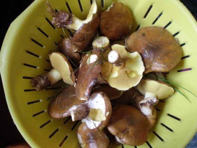 Remarkable butterdish (Suillus spectabilis): description and photo