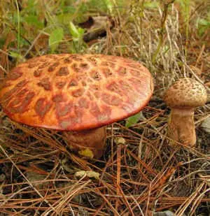 Remarkable butterdish (Suillus spectabilis) photo and description