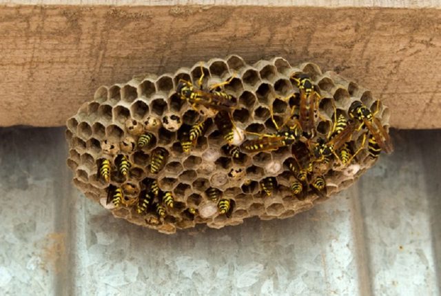 Remedies for bees and wasps