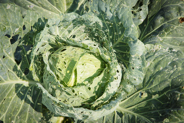 Remedies for fleas on cabbage: folk, biological and chemical