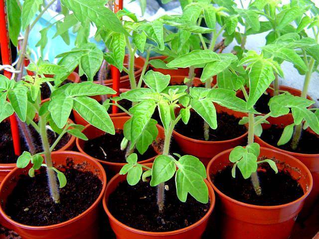 Remedy for overgrowing seedlings Athlete