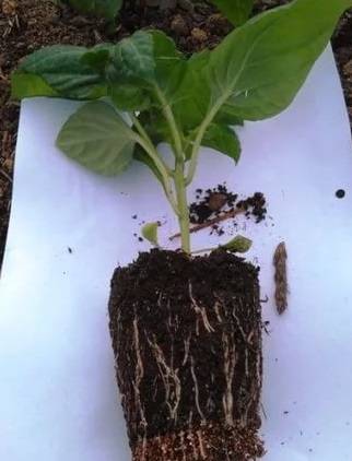 Remedy for overgrowing seedlings Athlete