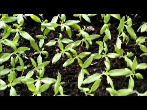 Remedy for overgrowing seedlings Athlete