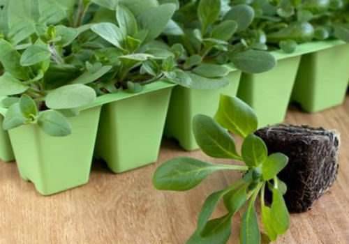 Remedy for overgrowing seedlings Athlete