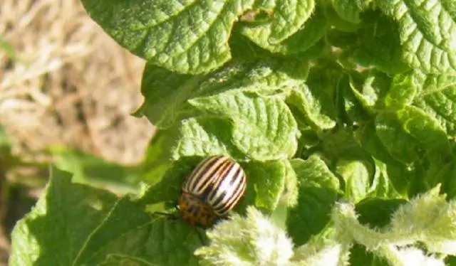 Remedy for the Colorado potato beetle Kalash: reviews 