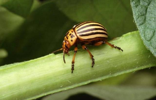 Remedy for the Colorado potato beetle Kalash: reviews 